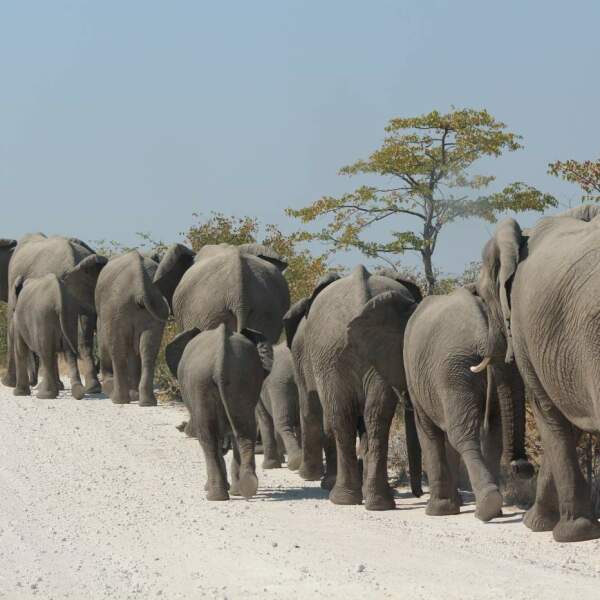 Motorradreisen Afrika Katima Mulilo Nationalparks Landschaften